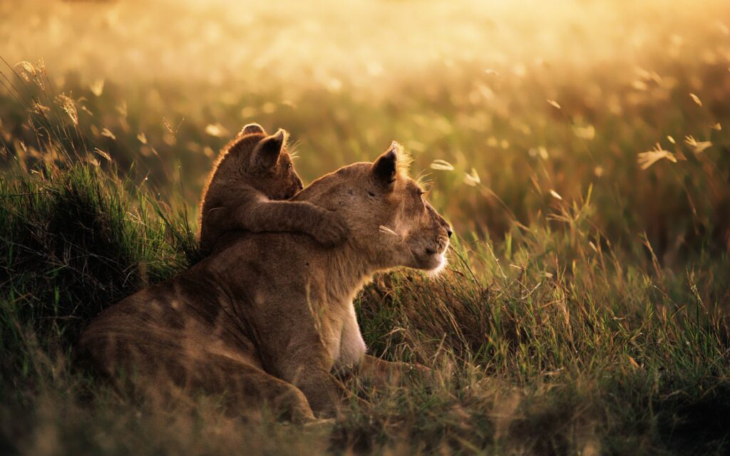 Löwin mit Baby auf Wiese