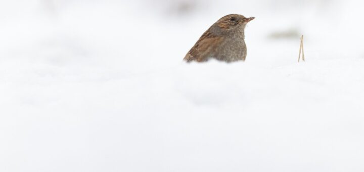 Vogel im Schnee