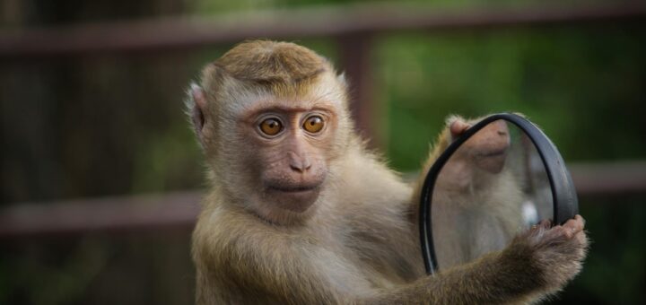 Affe hält Spiegel in der Hand, in dem er zu sehen ist